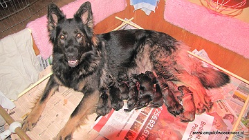 Hoera, Aiki is bevallen van 10 puppys